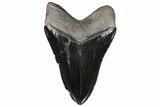 Serrated, Fossil Megalodon Tooth - Georgia #92904-2